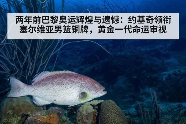 两年前巴黎奥运辉煌与遗憾:约基奇领衔塞尔维亚男篮铜牌,黄金一代命运审视